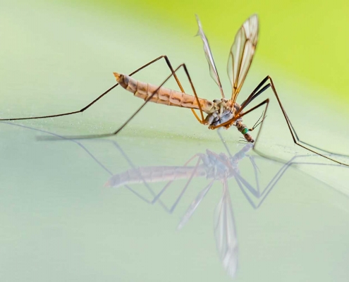 antipicaduras de mosquito